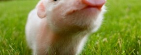 US VegWeek – Take the Pledge! US VegWeek – Take the Pledge!