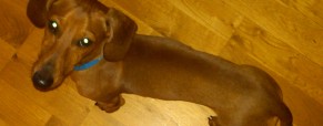 Animals in Tort Law: property status & noneconomic damages Animals in Tort Law: property status & noneconomic damages