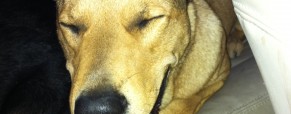 3-Dog Roadside Rescue This Weekend!