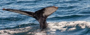 Whale Watching, Cape Cod Whale Watching, Cape Cod