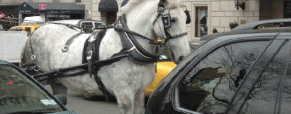 Efforts to Ban NYC Horse-Drawn Carriages Efforts to Ban NYC Horse-Drawn Carriages