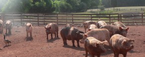 The Five Freedoms for Farmed Animals The Five Freedoms for Farmed Animals