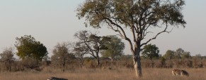 Educating Africa: Children in the Wilderness program
