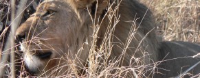 Hwange National Park, Zimbabwe, 2011