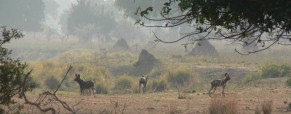 Mana Pools National Park, Zimbabwe, 2011