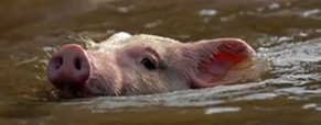 My Husband’s Film for Farm Sanctuary