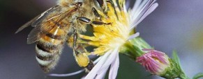 The Buzz About Honey The Buzz About Honey
