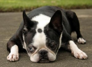 boston_terrier-15518