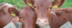 Mamas, Babies, and Agribusiness