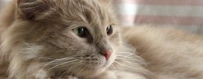 VeganCats.com