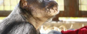 Chimpanzees: Before, During, and After Experimental Use Chimpanzees: Before, During, and After Experimental Use