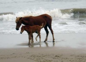 currituck