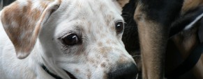 Puppy Mills: Laws To Protect Pups and Purchasers Puppy Mills: Laws To Protect Pups and Purchasers