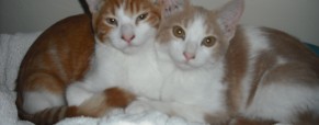 Pet Estate Planning