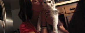 Some Insight on Cats and Vegan Diets
