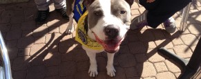 Breed Discriminatory Laws Breed Discriminatory Laws