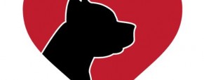 Tough Love Pit Bull Rescue