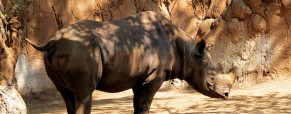 Africa’s Endangered Black Rhino: the illegal horn trade Africa’s Endangered Black Rhino: the illegal horn trade