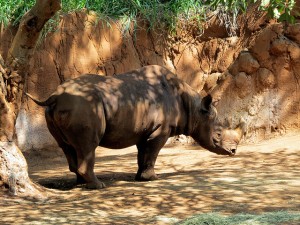 rhino