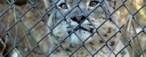 Animals in Entertainment: The Zoo Animals in Entertainment: The Zoo