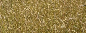 How Farm Subsidies (Mal)Function
