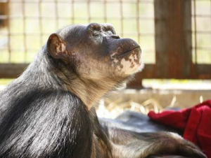 chimp